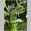 decaisnea_fargesii.jpg
