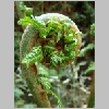 dicksonia_antarctica.jpg