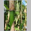 f_robusta_cambell.jpg