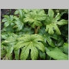 fatsia_japonica.jpg