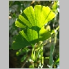 ginkgo_biloba.jpg