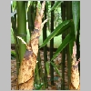 hummel_kew.jpg