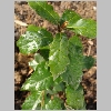 quercus_ilex.jpg