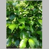 diospyros_kaki.jpg