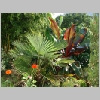 ensete_maurelii.jpg