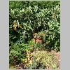eriobotya_japonica.jpg