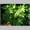 fatsia_japonica.jpg