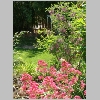 icentranthus_ruber.jpg