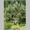 pinus_pinea.jpg