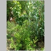 pittosporum.jpg