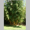 vivax_aureocaulis_2.jpg