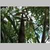 vivax_huangwenzhu_inversa_3.jpg