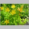Hypericum.jpg