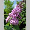 buddleia_2.jpg