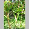 ch_marmorea_variegata.jpg