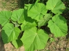 paulownia_tomentosa.jpg