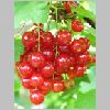 ribes.JPG