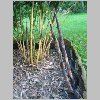 vivax_aureocaulis_1.jpg