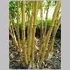 vivax_aureocaulis_3.jpg