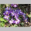 krokus_blueten1.jpg