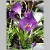 krokus_blueten2.jpg