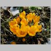 krokus_blueten4.jpg