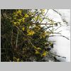 winterjasmin.jpg