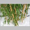 vivax_aureocaulis_2.jpg