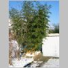 vivax_aureocaulis.jpg