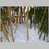 winter2009_15.jpg