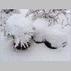winter2009_9.jpg