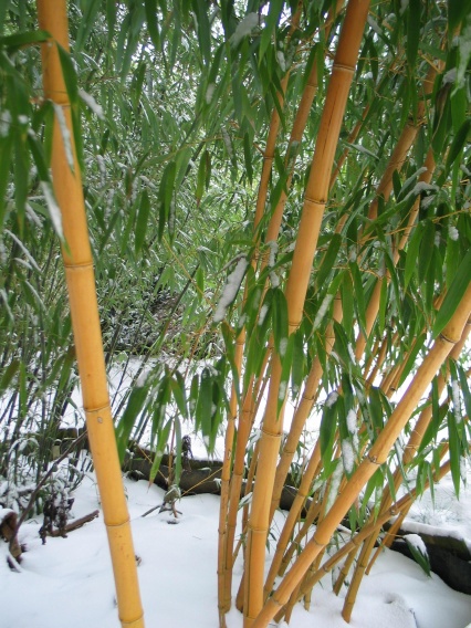 bambus sorten winterhart